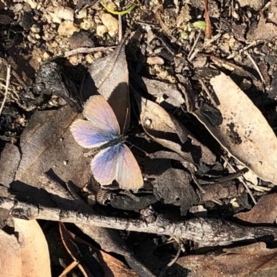 Zizina otis (Common Grass-Blue) at Booth, ACT - 11 Jun 2020 by KMcCue