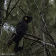 Zanda funerea (Yellow-tailed Black-Cockatoo) at Tuggeranong DC, ACT - 6 Jun 2020 by BIrdsinCanberra