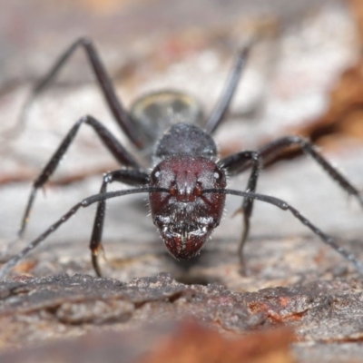 Camponotus suffusus (Golden-tailed sugar ant) at Hackett, ACT - 9 Jun 2020 by TimL
