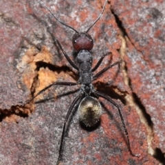 Camponotus suffusus at Hackett, ACT - 9 Jun 2020