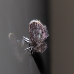 Psychodidae sp. (family) at Acton, ACT - 9 Jun 2020