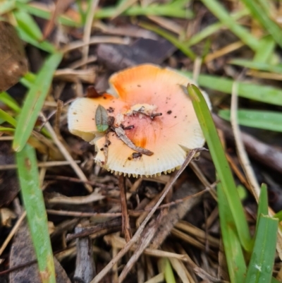 Amanita xanthocephala (Vermilion grisette) at Callala Beach, NSW - 11 Jun 2020 by AaronClausen