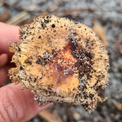 Agarics gilled fungi at Callala Beach, NSW - 11 Jun 2020 by AaronClausen