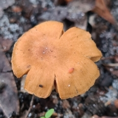 Cortinarius sp. (Cortinarius) at Callala Beach, NSW - 11 Jun 2020 by AaronClausen