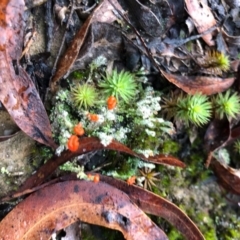 Cladonia floerkeana (A lichen) at Wattamolla, NSW - 6 Jun 2020 by WattaWanderer