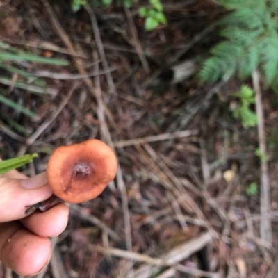 Lactarius eucalypti (Lactarius eucalypti) at Wattamolla, NSW - 7 Jun 2020 by WattaWanderer