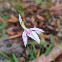 Caladenia picta (Painted Fingers) at Callala Beach, NSW - 11 Jun 2020 by AaronClausen