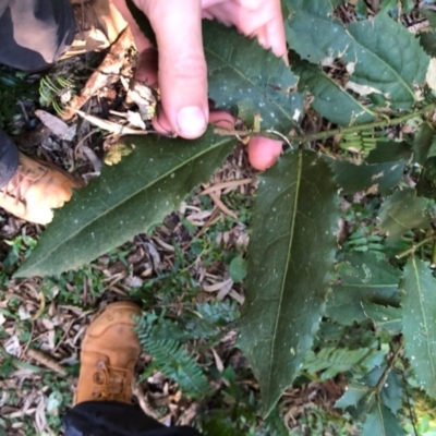 Wilkiea hugeliana (Veiny Wilkiea) at Wattamolla, NSW - 5 Jun 2020 by WattaWanderer