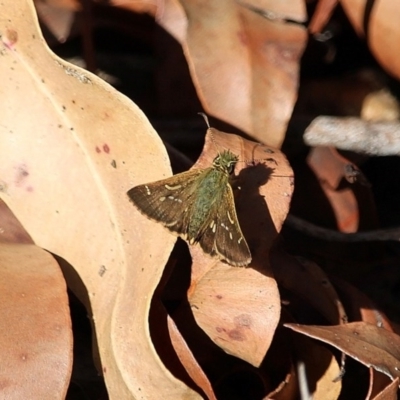 Dispar compacta (Barred Skipper) at Bournda Nature Reserve - 8 Mar 2020 by RossMannell