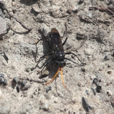 Pompilidae (family) (Unidentified Spider wasp) at Bournda, NSW - 8 Mar 2020 by RossMannell