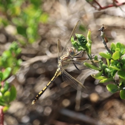 Orthetrum caledonicum (Blue Skimmer) at Bournda, NSW - 9 Mar 2020 by RossMannell