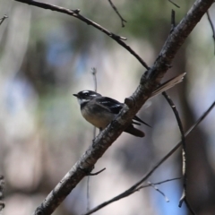 Rhipidura albiscapa (Grey Fantail) at South Wolumla, NSW - 11 Mar 2020 by RossMannell