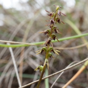 Corunastylis clivicola at Aranda, ACT - 5 Apr 2014