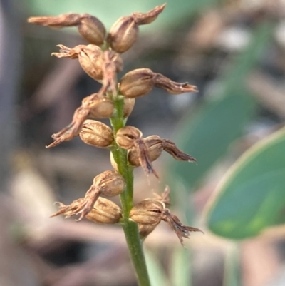 Corunastylis clivicola (Rufous midge orchid) at Burra, NSW - 12 Jun 2020 by Safarigirl