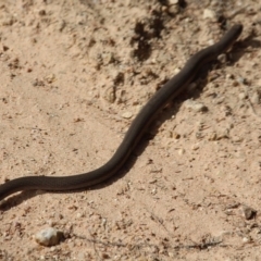 Pygopus lepidopodus (Common Scaly-foot) at Bournda, NSW - 24 Mar 2020 by RossMannell