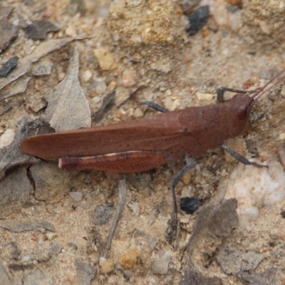 Goniaea opomaloides (Mimetic Gumleaf Grasshopper) at Bournda, NSW - 24 Mar 2020 by RossMannell