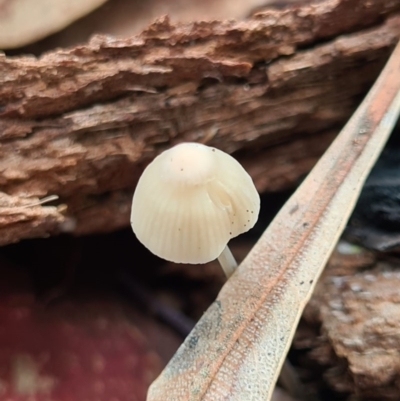 Agarics gilled fungi at Callala Beach, NSW - 11 Jun 2020 by AaronClausen