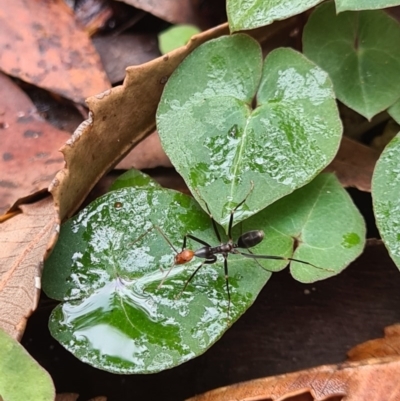 Leptomyrmex erythrocephalus (Spider ant) at Callala Beach, NSW - 12 Jun 2020 by AaronClausen