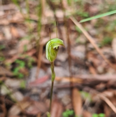 Pterostylis concinna (Trim Greenhood) at Callala Beach, NSW - 11 Jun 2020 by AaronClausen