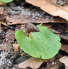 Corybas aconitiflorus (Spurred Helmet Orchid) at Callala Beach, NSW - 12 Jun 2020 by AaronClausen