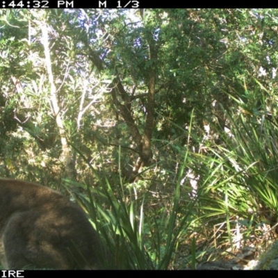 Macropus giganteus (Eastern Grey Kangaroo) at Swanhaven, NSW - 9 Jun 2020 by simon.slater