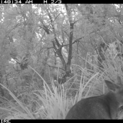 Wallabia bicolor (Swamp Wallaby) at Swanhaven, NSW - 11 Jun 2020 by simon.slater