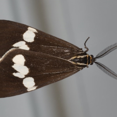 Nyctemera amicus (Senecio Moth, Magpie Moth, Cineraria Moth) at Ainslie, ACT - 11 Jun 2020 by jbromilow50