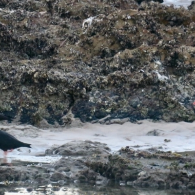 Haematopus fuliginosus (Sooty Oystercatcher) at Guerilla Bay, NSW - 11 Jun 2020 by Gee