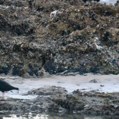 Haematopus fuliginosus (Sooty Oystercatcher) at Guerilla Bay, NSW - 10 Jun 2020 by Gee