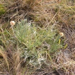 Leucochrysum albicans subsp. tricolor (Hoary Sunray) at Lawson, ACT - 12 Jun 2020 by MichaelMulvaney