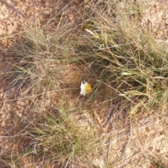 Leucochrysum albicans subsp. tricolor at Lawson, ACT - 12 Jun 2020