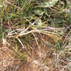 Panicum capillare/hillmanii (Exotic/Invasive Panic Grass) at Lawson, ACT - 12 Jun 2020 by MichaelMulvaney