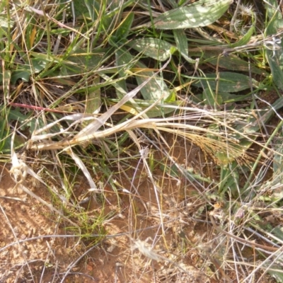 Panicum capillare/hillmanii (Exotic/Invasive Panic Grass) at Lawson, ACT - 12 Jun 2020 by MichaelMulvaney