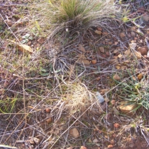 Aristida behriana at Lawson, ACT - 12 Jun 2020 12:54 PM