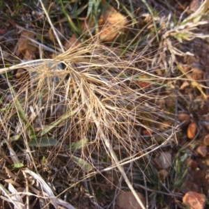 Aristida behriana at Lawson, ACT - 12 Jun 2020 12:54 PM