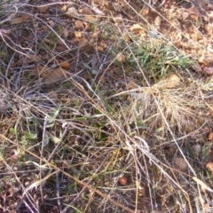 Aristida behriana at Lawson, ACT - 12 Jun 2020 12:54 PM