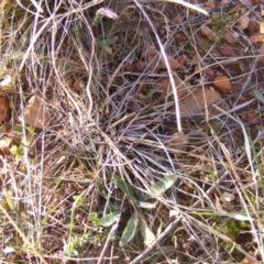 Aristida behriana at Lawson, ACT - 12 Jun 2020 12:54 PM