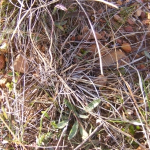 Aristida behriana at Lawson, ACT - 12 Jun 2020 12:54 PM