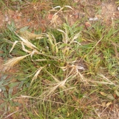 Panicum capillare/hillmanii (Exotic/Invasive Panic Grass) at Lawson, ACT - 12 Jun 2020 by MichaelMulvaney