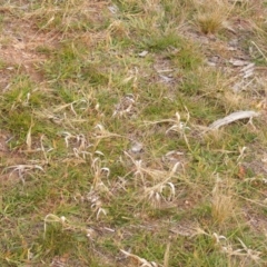 Panicum capillare/hillmanii at Lawson, ACT - 12 Jun 2020