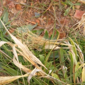 Panicum capillare/hillmanii at Lawson, ACT - 12 Jun 2020