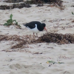 Haematopus finschi (South Island Pied Oystercatcher) at Broulee, NSW - 9 Jun 2020 by Gee