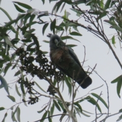 Callocephalon fimbriatum (Gang-gang Cockatoo) at Guerilla Bay, NSW - 6 Jun 2020 by Gee