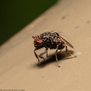 Poecilosomella punctipennis at Acton, ACT - 12 Jun 2020