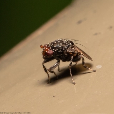 Poecilosomella punctipennis (A lesser dung fly) at Acton, ACT - 12 Jun 2020 by Roger