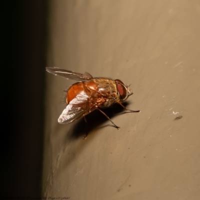 Calliphora ochracea (Reddish Brown blowfly) at ANBG - 12 Jun 2020 by Roger