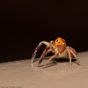 Prostheclina pallida at Acton, ACT - 12 Jun 2020