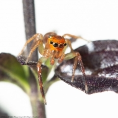 Prostheclina pallida at Acton, ACT - 12 Jun 2020