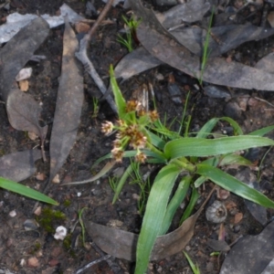 Luzula sp. at Bruce, ACT - 2 Oct 2016 02:42 PM