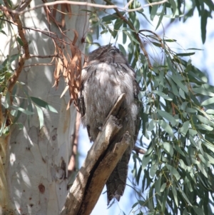 Podargus strigoides at Acton, ACT - 12 Jun 2020